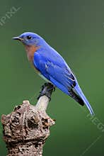 Male Eastern Bluebird (Sialia sialis)