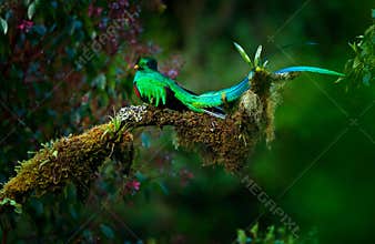 Resplendent Quetzal, Pharomachrus mocinno, magnificent sacred green bird from Savegre in Panama. Rare magic animal in mountain tro