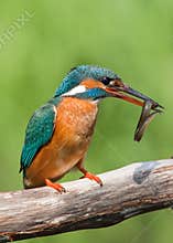 Kingfisher with eel