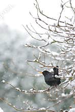 Blackbird in snow