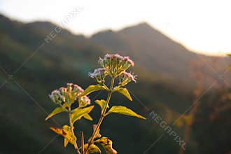 Siam weed sunset