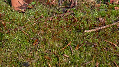 Sprouts moss and dry branches sprout of new plant. Closeups