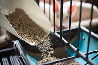 Pig food, feeding food to pig