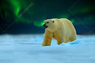 Polar bear with Northern Lights, Aurora Borealis. Night image with stars, dark sky. Dangerous looking beast on the ice with snow,