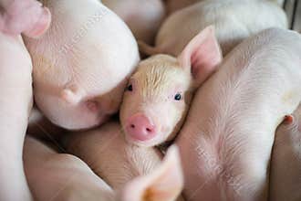 Cute Piglets in the pig farm