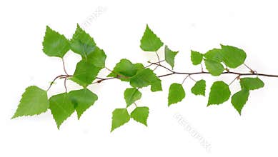 Branch of birch tree