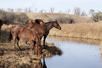 Brown horses drinking from stream