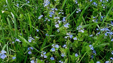 Calming background for meditation with gently-blue meadow flowers Veronica persica - 59s