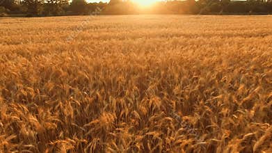 Aerial flight over the wheat field in sunset