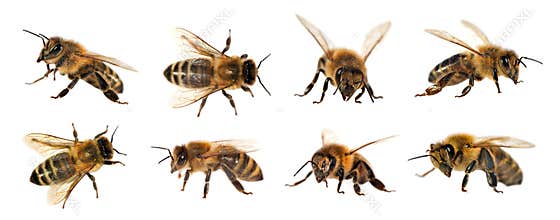 Group of bee or honeybee on white background, honey bees