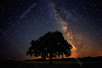 lonely tree on field under milky way galaxy