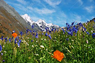 Beautiful flowers and mountains.