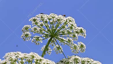 Giant hogweed and flying insects, Holland