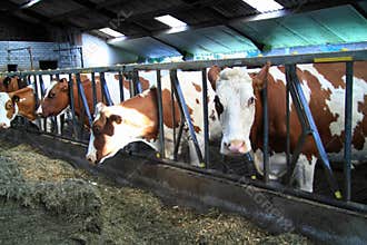 Cows are real farm animals