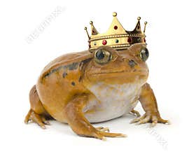 Orange Frog