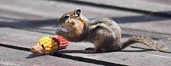 A Golden Mantled Squirrel Eating Corn on a Deck