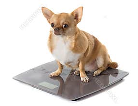 Bathroom scales and fat dog