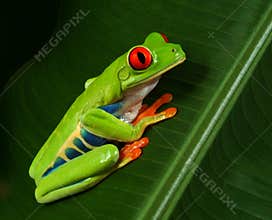 Red Eye Tree Frog Profile