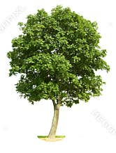 Isolated Walnut Tree