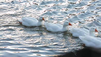 Funny Ducks Swimming In Lake In A Row