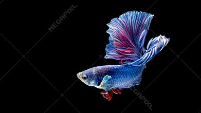 Blue and red siamese fighting fish, betta fish isolated on black