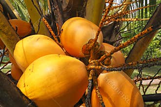 Raw coconuts