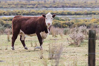 New zealand livestock cow standing in animals farm field looking