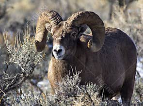 Big Horn Sheep Ram