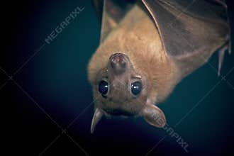 An Egyptian Fruit Bat
