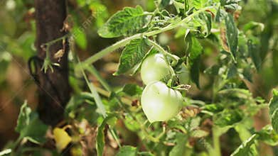 Green tomatoes at vegetable garden waving on wind