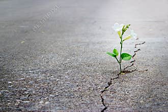 White flower growing on crack street, soft focus, blank text
