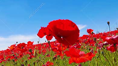 Meadow of red poppies against blue sky with clouds in windy day, farmland, countryside, rural background