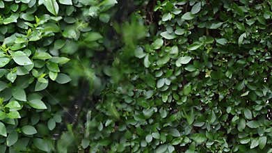 Hedge trimming