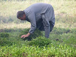 Farmer men in Dahab Islam harvesting seeds
