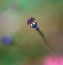 Poppy detail