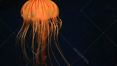Jellyfish