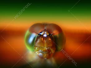 Dragonfly's eyes