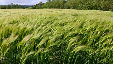 Agriculture - Wind - Crop of Barley