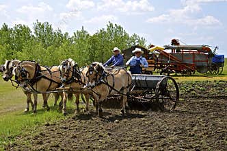 Seeding grain with a team of horses