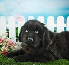 Spring Puppy