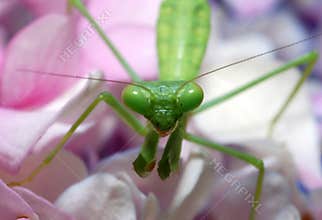 Praying Mantis