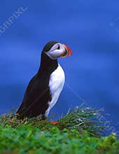 Puffin of the north Iceland