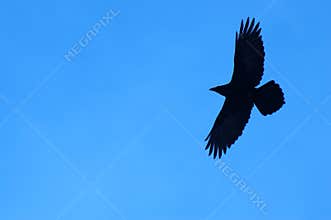 Lone Raven
