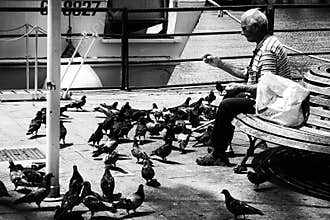 Man Pigeons Lonely Feeding Bench