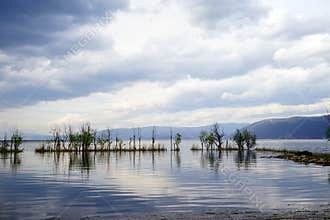 Wetland near the sea