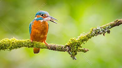 Kingfisher bird with fish