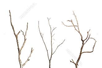 Branch of dead tree without leaf isolated on white