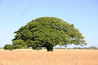 Big tree
