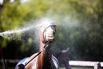 Bath time for the Horse