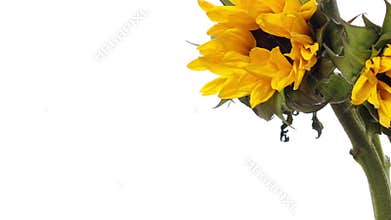 Sunflower Time-lapse